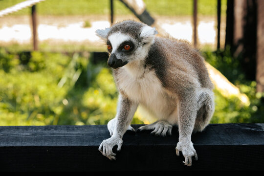 A detailed side profile of a ring tailed lemur showing its amber eyes and black-and-white facial markings in a softly lit natural setting.