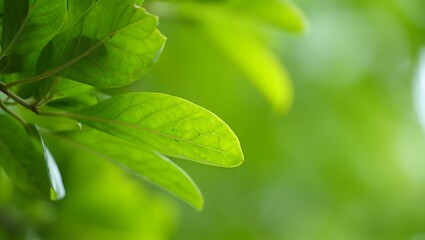 Fresh green leaves close up nature background foliage plant growing in springtime season