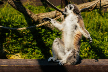 A ring-tailed lemur sits upright with arms extended, appearing relaxed or meditative in a sunny outdoor setting.