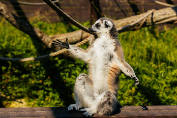 A ring-tailed lemur sits upright with arms extended, appearing relaxed or meditative in a sunny outdoor setting. © Emvats