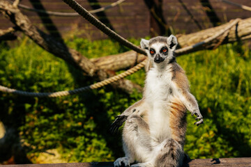 A ring-tailed lemur sits upright with arms extended, appearing relaxed or meditative in a sunny outdoor setting.
