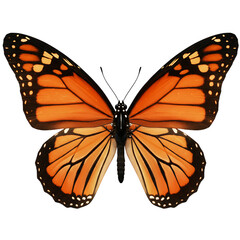 Fototapeta premium A vibrant monarch butterfly with orange and black wings is isolated on transparent background transparent background