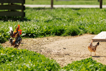 Two vibrant roosters and a hen roam freely on a dirt path surrounded by lush green grass in a sunlit farmyard.