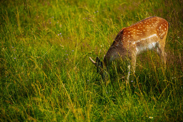 A young deer with short antlers stands alert in a lush, sunlit meadow filled with tall green grasses and wildflowers.