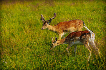 Three spotted deer, including a buck with antlers, stand alert in a sunlit grassy meadow during summer.
