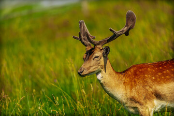 A male deer with velvety antlers stands calmly in a vibrant green meadow under warm sunlight, surrounded by tall grasses.