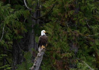 Photo of a bald eagle perched on a tree stump