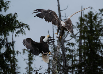 Photo of two bald eagles fighting