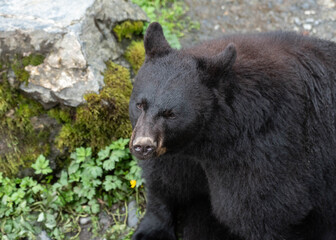 Photo of a black bear sitting down and looking at the camera