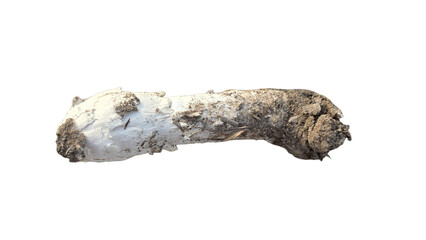 Shaggy Mane Mushroom (Coprinus comatus) – Fresh Edible Wild Fungi Isolated PNG