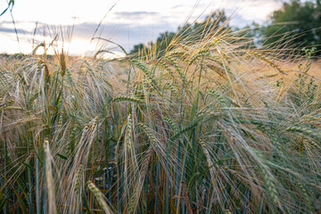 Delicate ears of ripening wheat are photographed close-up with a blurred background (selective focus). Beautiful photo of ears of cereal crops. Natural farm wheat at sunset