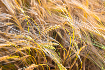 Delicate ears of ripening wheat are photographed close-up with a blurred background (selective focus). Beautiful photo of ears of cereal crops. Natural farm wheat at sunset