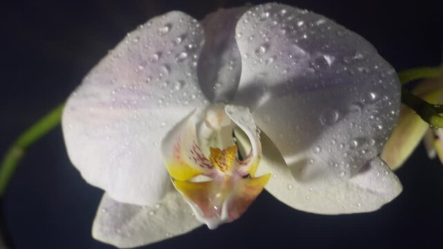 Bright, colorful archidea flower in spray drops. Archidea symbolizes beauty, romance and tenderness.
