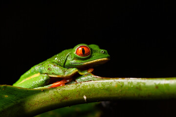 Red-eyed tree frog perched on green branch at night
