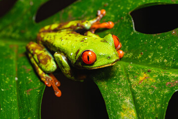 Red-eyed tree frog resting on a tropical leaf at night