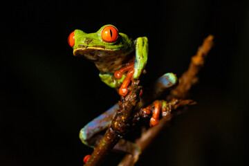 Red-eyed tree frog perched on branch in tropical forest at night