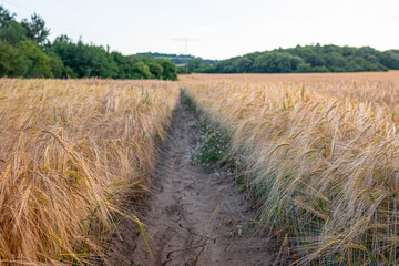 A track in a wheat field. The earth is cracked from drought with ripening ears of wheat and chamomile flowers on the sides.
