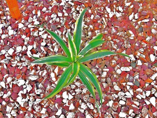 Agave plant