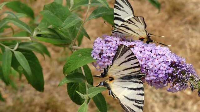 Scarce swallowtail (Iphiclides podalirius) feeding on an purple inflorescence.
