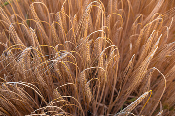 Delicate ears of ripening wheat are photographed close-up with a blurred background (selective focus). Beautiful photo of ears of cereal crops. Natural farm wheat at sunset