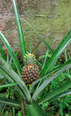 Planta de piña con una piña mediana creciendo en la selva