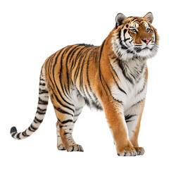 Obraz premium A majestic Bengal tiger stands confidently against a black background. Its orange fur is marked with bold black stripes, showcasing its powerful physique.