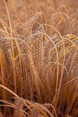 Delicate ears of ripening wheat are photographed close-up with a blurred background (selective focus). Beautiful photo of ears of cereal crops. Natural farm wheat at sunset