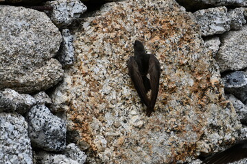 Andorinha na primavera 