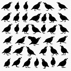 A collection of black silhouette illustrations depicting various poses and stances of California Quail birds, arranged in rows and columns.