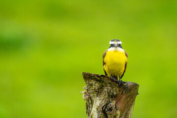 Great kiskadee (Pitangus sulphuratus) perched on tree stump facing forward