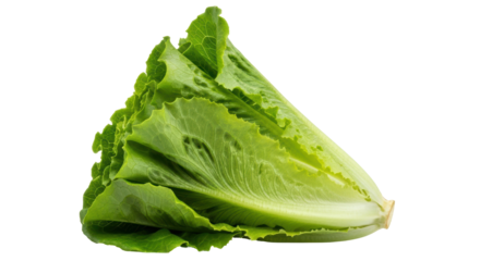 Isolated Romaine Lettuce Head