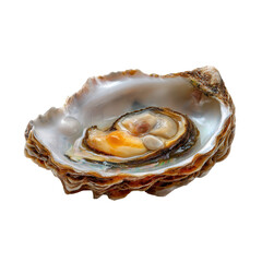 Freshly opened oyster showcasing its delicate interior and natural shell detail ideal for seafood enthusiasts