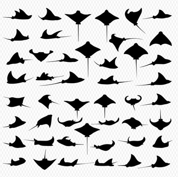 A collection of black silhouette illustrations of various stingrays and manta rays in different poses, swimming and gliding, against a transparent background.