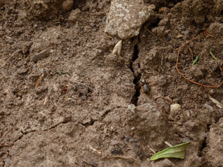 Dry, Cracked Earth with Fallen Leaf and Small Debris