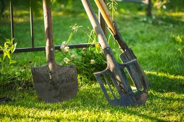 Two shovels and a cultivator stand on a lush green lawn near a metal fence, bathed in the warm glow of natural light, ready for the next gardening task