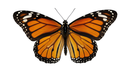 Isolated Monarch Butterfly