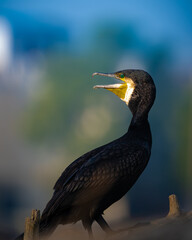 Close-up of an Indian Cormorant calling out at Keoladeo Bharatpur Bird Sanctuary – a striking portrait of wetland wildlife and avian expression in natural habitat.