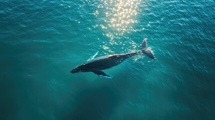 A humpback whale swimming peacefully in calm turquoise waters