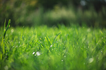 Lush green grass thrives in the sunlight, creating a vibrant and refreshing scene with a blurred background of trees and foliage, evoking a sense of tranquility and natural beauty