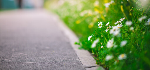 White daisies growing along a paved path enhance the urban landscape, offering a refreshing touch of nature amidst the bustling city © iloli