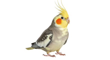 Isolated Cockatiel Bird