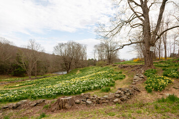 Rural field with daffodils including tree and rock wall