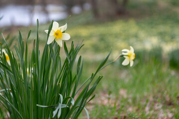 Close up of daffodils in grassy field during early spring
