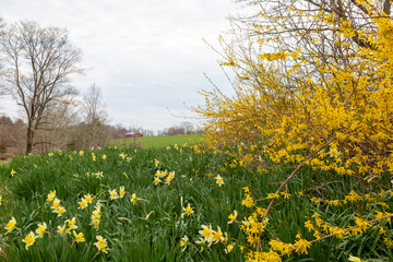 Field of daffodils in spring with barn in distance