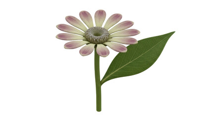 Isolated Zinnia