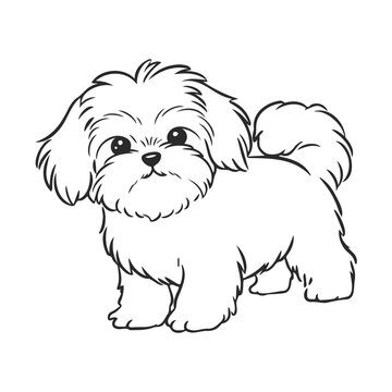 Shih Tzu Drawing Images – Browse 10,009 Stock Photos
