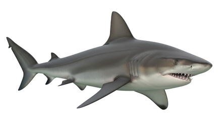 Isolated Shark Side View