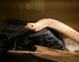 Pet Albino Hognose Snake with Forked Tongue in Captivity