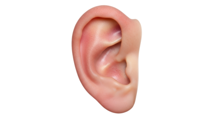 Isolated Human Ear