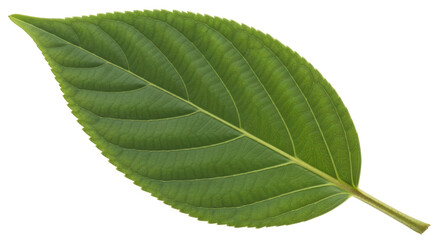 Fototapeta premium Isolated Green Leaf